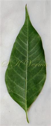  Leaflet